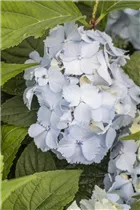 Hydrangea serrata 'Blue Deckle' - Gartenhortensie 'Blue Deckle'