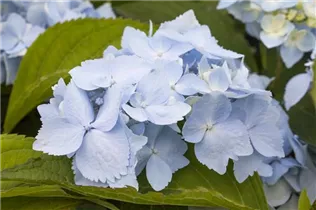 Hydrangea serrata 'Blue Deckle' - Gartenhortensie 'Blue Deckle'