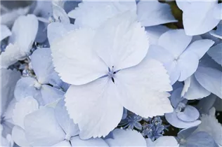 Hydrangea serrata 'Blue Deckle' - Gartenhortensie 'Blue Deckle'