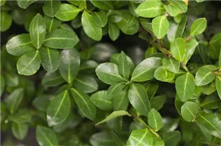 Ilex crenata - Japan-Stechpalme Ilex crenata - Japan-Stechpalme