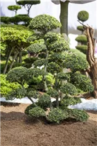 Ilex crenata - Japan-Stechpalme Ilex crenata - Japan-Stechpalme