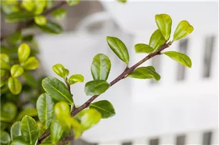 Ilex crenata - Japan-Stechpalme Ilex crenata - Japan-Stechpalme