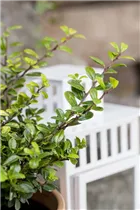 Ilex crenata - Japan-Stechpalme Ilex crenata - Japan-Stechpalme