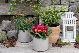 Ilex crenata - Japan-Stechpalme Ilex crenata - Japan-Stechpalme