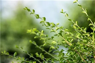 Ilex crenata - Japan-Stechpalme Ilex crenata - Japan-Stechpalme