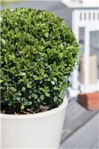 Ilex crenata 'Buxbol' - Berg-Ilex 'Buxbol' Ilex crenata 'Buxbol' - Berg-Ilex 'Buxbol'