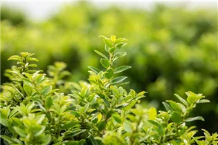 Ilex crenata 'Buxbol' - Berg-Ilex 'Buxbol' Ilex crenata 'Buxbol' - Berg-Ilex 'Buxbol'