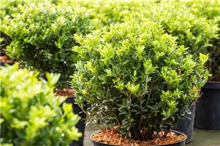 Ilex crenata 'Buxbol' - Berg-Ilex 'Buxbol' Ilex crenata 'Buxbol' - Berg-Ilex 'Buxbol'
