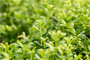 Ilex crenata 'Buxbol' - Berg-Ilex 'Buxbol' Ilex crenata 'Buxbol' - Berg-Ilex 'Buxbol'