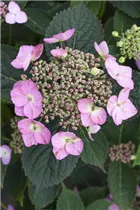 Hydrangea serrata 'Koreana' - Kleinwüchsige Gartenhortensie 'Koreana' Hydrangea serrata 'Koreana' - Kleinwüchsige Gartenhortensie 'Koreana'