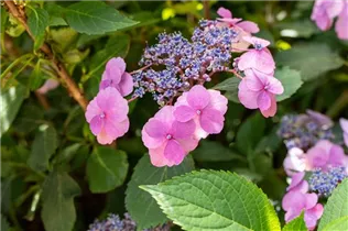 Hydrangea serrata 'Cotton Candy' - Hortensie 'Cotton Candy'