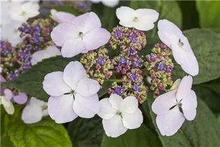 Hydrangea serrata 'Imperatrice Eugenie' - Gartenhortenie 'Imperatrice Eugenie'