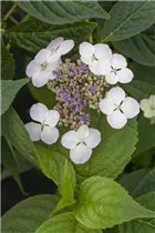Hydrangea serrata 'Imperatrice Eugenie' - Gartenhortenie 'Imperatrice Eugenie'