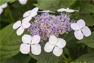 Hydrangea serrata 'Imperatrice Eugenie' - Gartenhortenie 'Imperatrice Eugenie'