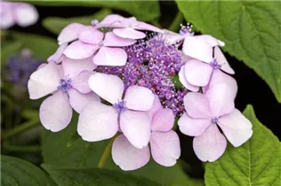 Hydrangea serrata 'Imperatrice Eugenie' - Gartenhortenie 'Imperatrice Eugenie'