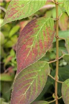 Hydrangea serrata 'Imperatrice Eugenie' - Gartenhortenie 'Imperatrice Eugenie'