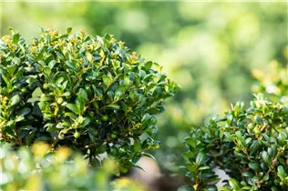 Ilex crenata 'Convexa' - Löffel-Ilex 'Convexa'