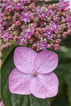 Hydrangea serrata 'Koreana' - Kleinwüchsige Gartenhortensie 'Koreana' Hydrangea serrata 'Koreana' - Kleinwüchsige Gartenhortensie 'Koreana'
