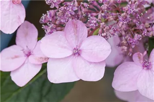 Hydrangea serrata 'Koreana' - Kleinwüchsige Gartenhortensie 'Koreana' Hydrangea serrata 'Koreana' - Kleinwüchsige Gartenhortensie 'Koreana'