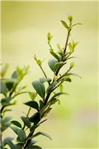 Ilex crenata 'Dark Green'® - Löffel-Ilex 'Dark Green'® Ilex crenata 'Dark Green'® - Löffel-Ilex 'Dark Green'®