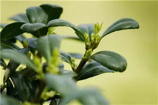 Ilex crenata 'Dark Green'® - Löffel-Ilex 'Dark Green'® Ilex crenata 'Dark Green'® - Löffel-Ilex 'Dark Green'®