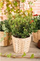 Ilex crenata 'Dark Green'® - Löffel-Ilex 'Dark Green'® Ilex crenata 'Dark Green'® - Löffel-Ilex 'Dark Green'®