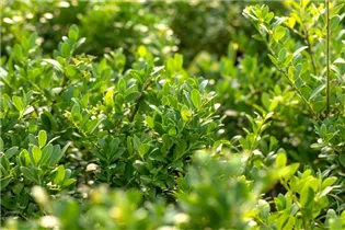 Ilex crenata 'Dark Green'® - Löffel-Ilex 'Dark Green'® Ilex crenata 'Dark Green'® - Löffel-Ilex 'Dark Green'®