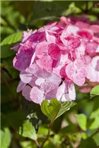 Hydrangea serrata 'Preziosa' - Kleinwüchsige Gartenhortensie 'Preziosa'