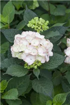 Hydrangea serrata 'Preziosa' - Kleinwüchsige Gartenhortensie 'Preziosa'