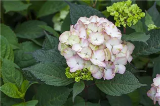 Hydrangea serrata 'Preziosa' - Kleinwüchsige Gartenhortensie 'Preziosa'