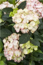 Hydrangea serrata 'Preziosa' - Kleinwüchsige Gartenhortensie 'Preziosa'