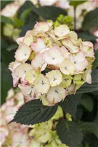 Hydrangea serrata 'Preziosa' - Kleinwüchsige Gartenhortensie 'Preziosa'