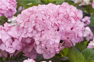 Hydrangea serrata 'Preziosa' - Kleinwüchsige Gartenhortensie 'Preziosa'