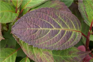 Hydrangea serrata 'Preziosa' - Kleinwüchsige Gartenhortensie 'Preziosa'