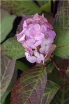 Hydrangea serrata 'Preziosa' - Kleinwüchsige Gartenhortensie 'Preziosa'