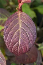 Hydrangea serrata 'Preziosa' - Kleinwüchsige Gartenhortensie 'Preziosa'