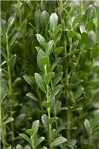 Ilex crenata 'Fastigiata' - Säulen-Berg-Ilex 'Fastigiata'