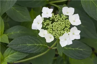 Hydrangea serrata 'Shiro gaku' - Gartenhortensie 'Shiro gaku'