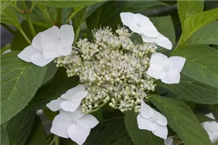Hydrangea serrata 'Shiro gaku' - Gartenhortensie 'Shiro gaku'