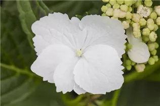 Hydrangea serrata 'Shiro gaku' - Gartenhortensie 'Shiro gaku'