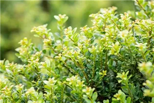 Ilex crenata 'Glorie Dwarf' - Berg-Ilex Ilex crenata 'Glorie Dwarf' - Berg-Ilex