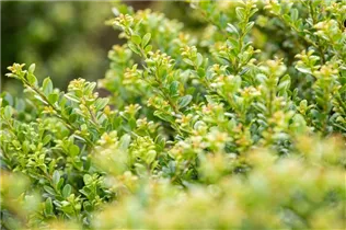 Ilex crenata 'Glorie Dwarf' - Berg-Ilex Ilex crenata 'Glorie Dwarf' - Berg-Ilex