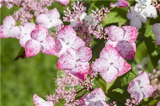 Hydrangea serrata 'Spreading Beauty' - Gartenhortensie 'Spreading Beauty'