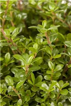 Ilex crenata 'Glorie Gem' - Berg-Ilex 'Glorie Gem'