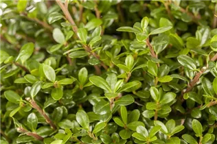 Ilex crenata 'Glorie Gem' - Berg-Ilex 'Glorie Gem'