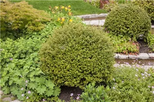 Ilex crenata 'Glorie Gem' - Berg-Ilex 'Glorie Gem'