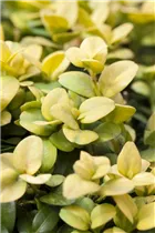 Ilex crenata 'Glorie Gem' - Berg-Ilex 'Glorie Gem'