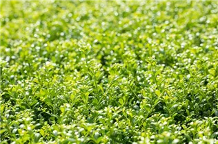 Ilex crenata 'Glorie Gem' - Berg-Ilex 'Glorie Gem'