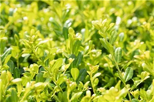 Ilex crenata 'Glorie Gem' - Berg-Ilex 'Glorie Gem'