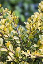 Ilex crenata 'Golden Gem' - Gelber Berg-Ilex 'Golden Gem'